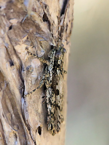 Lumpy Beplessia Grasshopper (Beplessia dispar)